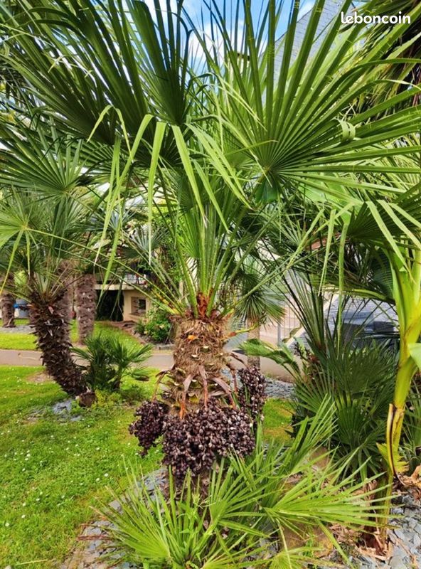 Graines de palmier et plants rustique (image 9)