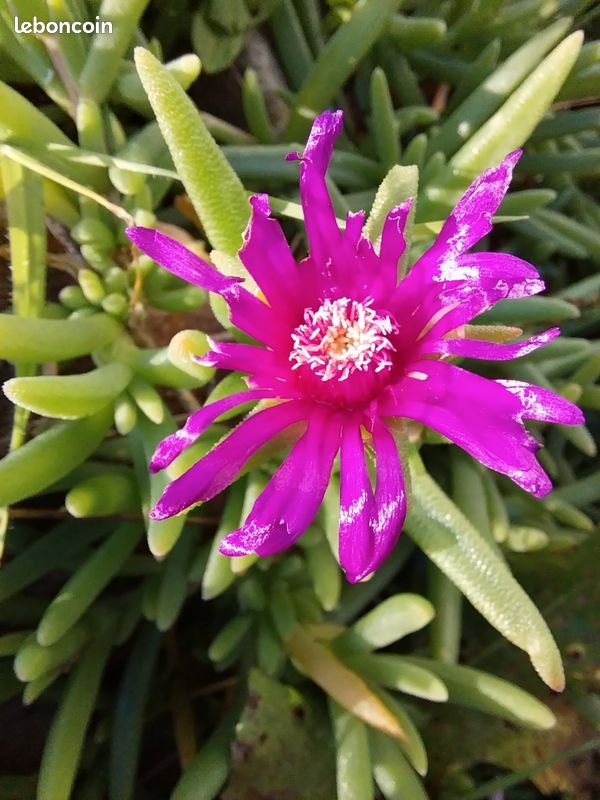Échange au jardin (image 13)