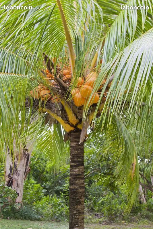 Echange Plants de Coco Nains contre autre chose (image 1)