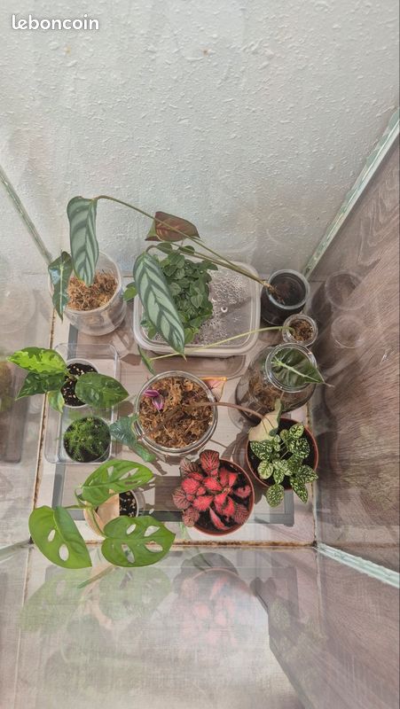 Plantes et boutures (image 3)