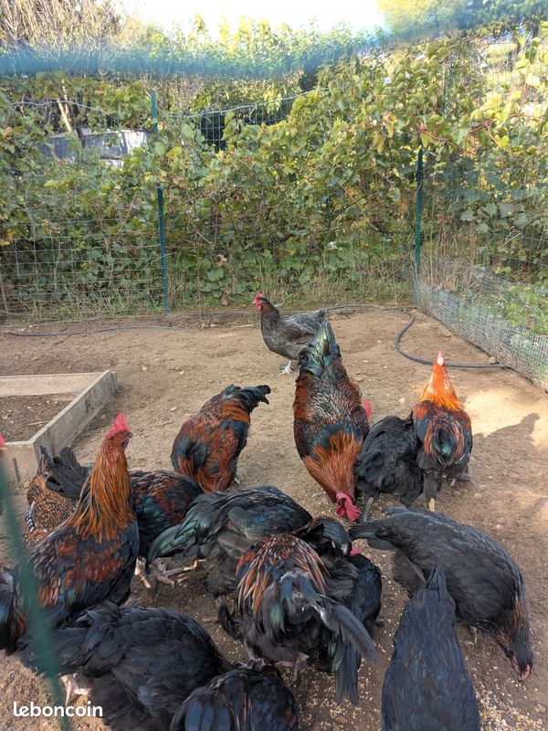 Oeufs fécondés Marans NCC (image 3)
