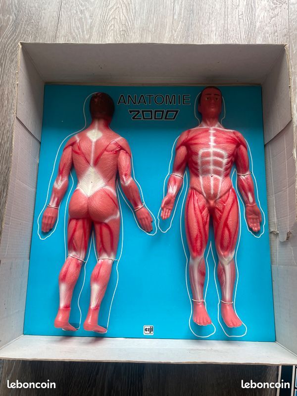 CEJI Arbois Anatomie 2000 – Matériel Pédagogique Ancien, état D'usage Correct