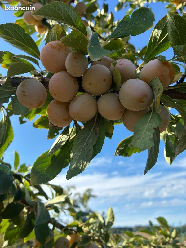 Mirabelles (image 2)