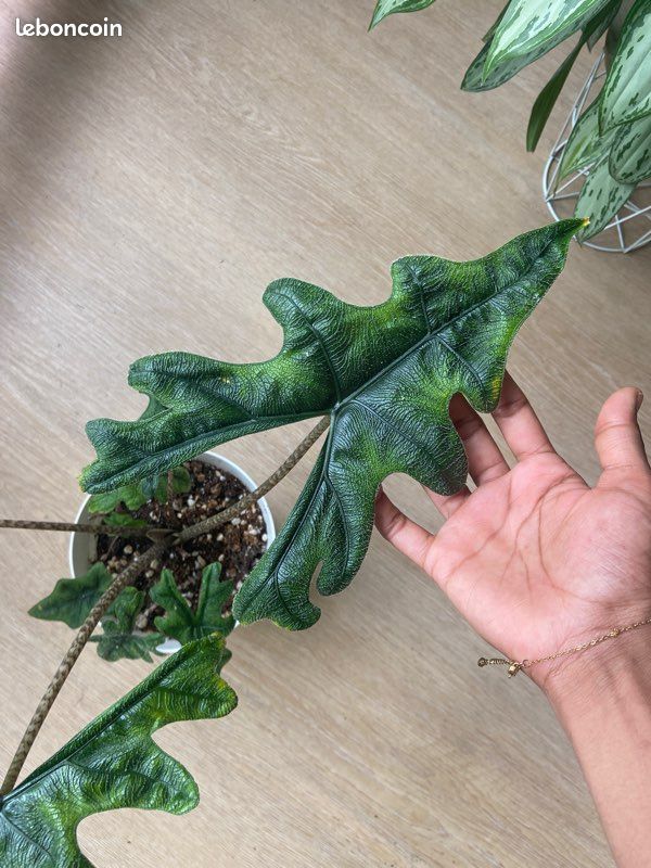 Alocaisa Jacklyn dans son pot et sa soucoupe plante rare (image 5)