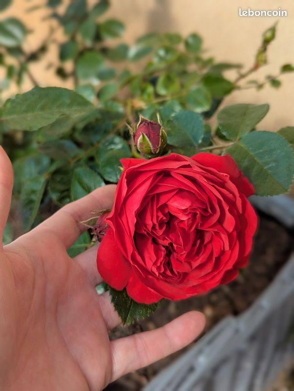 2 x Rosa - Rosier grimpante Kordes - Rosa 'Jasmina