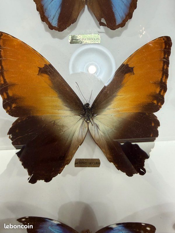 Cadre papillon provenance Guyane française (image 2)