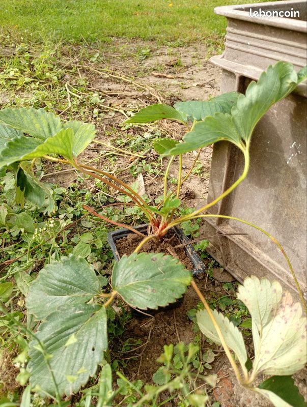 Pieds de fraisier (image 1)