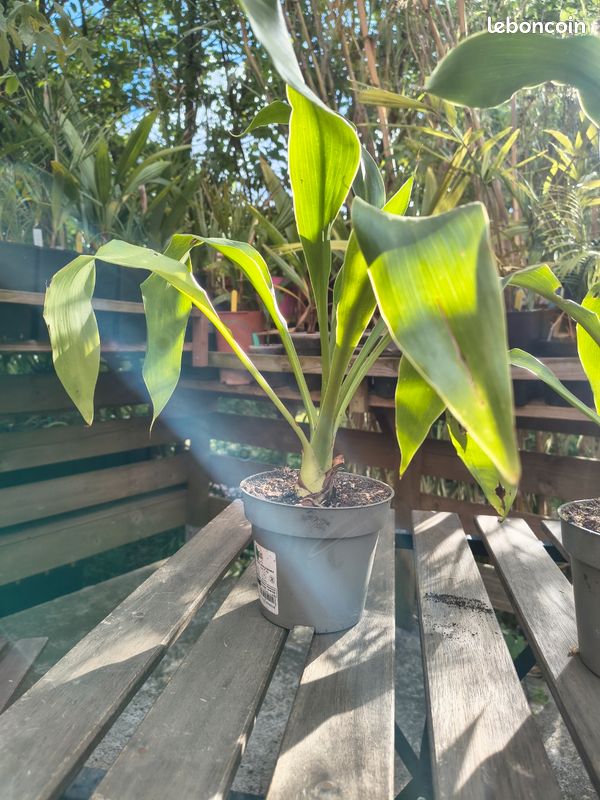 Doryanthes Palmeri - Lys géant - Issu de semis, 4 ans (image 6)