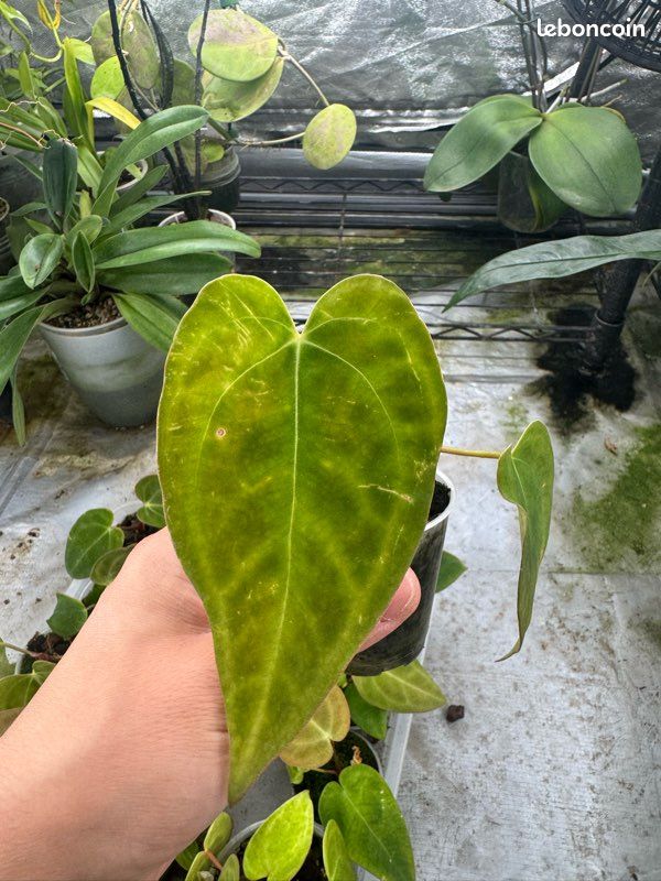 Seedling Anthurium papi x red crysta (image 3)
