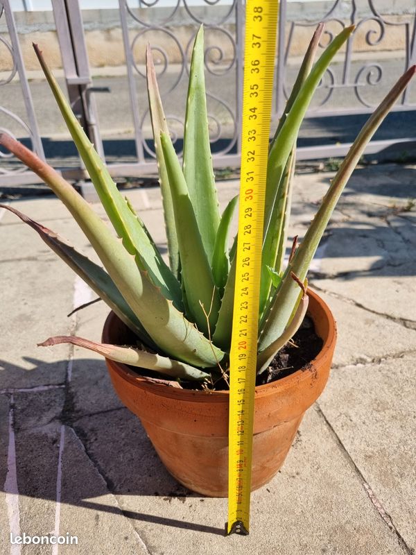 Grand Aloe Vera de 25 cm de hauteur- Plante saine et robuste (image 6)