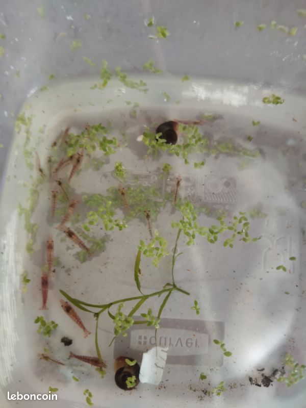 20 red crecre aquarium plante (image 1)