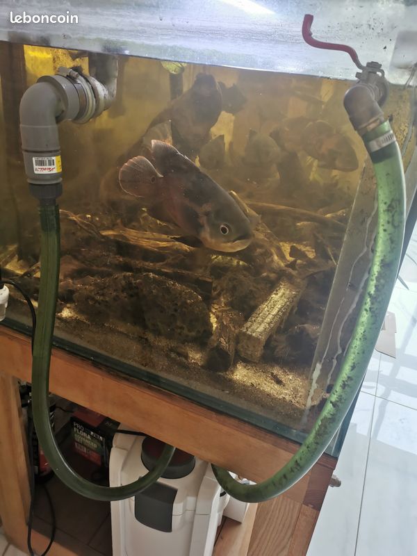 Aquarium 700L complet (image 1)