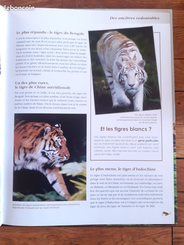 Livre Atlas junior des animaux - Un roi dans la jungle, le tigre (image 2)