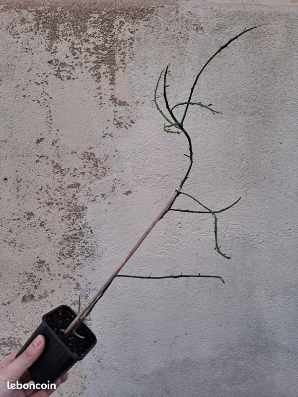 Euphorbia lambinoniana cactus plante (image 2)