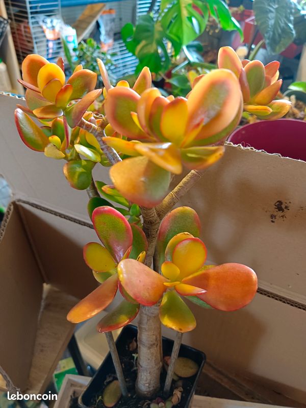 Plante grasse (image 1)