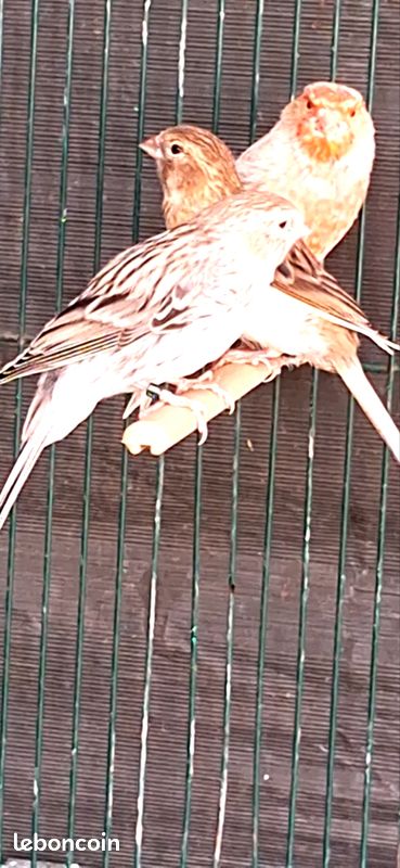 Canaris (image 2)