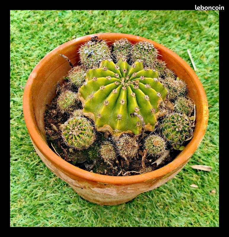 cactus model Cactus plants | Crochet Knitted