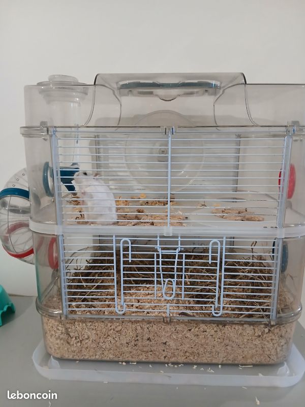 Hamster (image 1)
