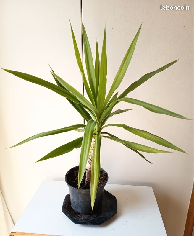 Plante d'intérieur / terrasse : Yucca robuste (Hauteur 60 cm) (image 1)