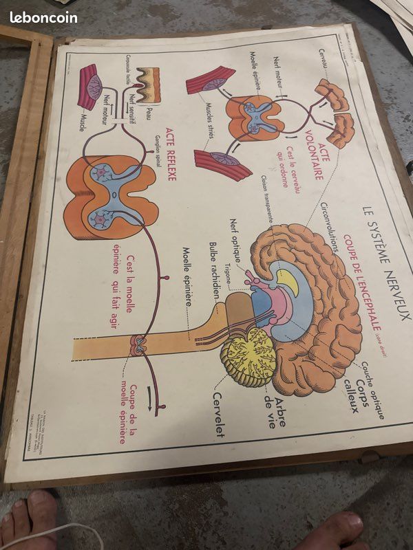Générique Poster Anatomie Humaine,16 Planches Du Système Nerveux