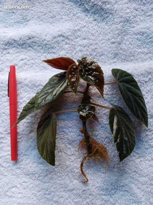 Bégonia Metallica, 1 bouture racinée (image 1)