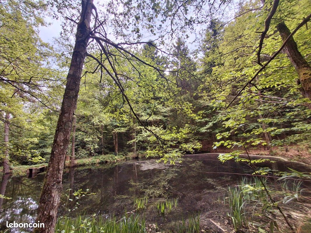 Loue etangs forêt St Nabor · à Saint-Nabor · 200 €