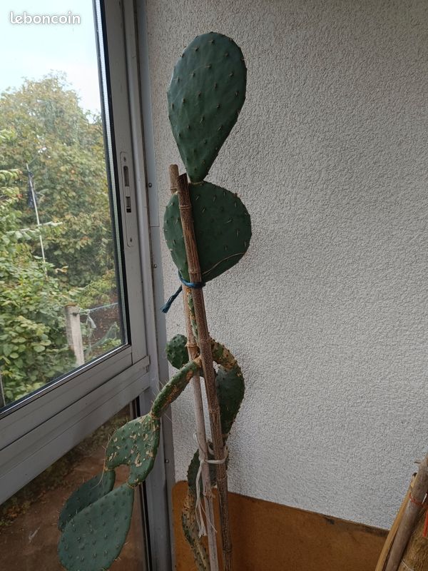 Grand figuier de barbarie 150/160 cm (image 1)