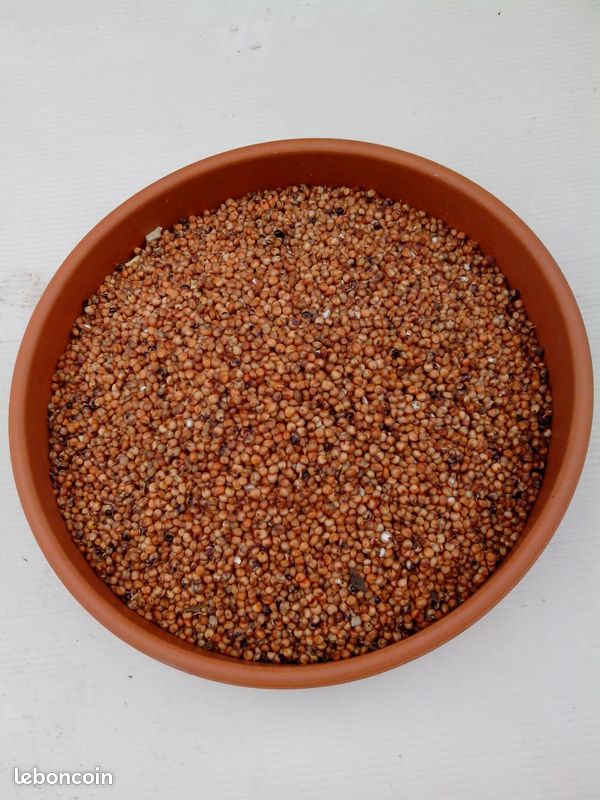Sorgo (image 1)
