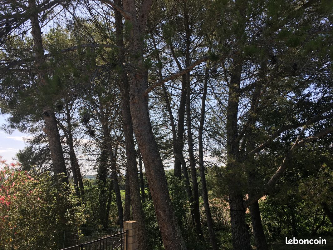 Donne arbres à couper sur pieds (image 3)