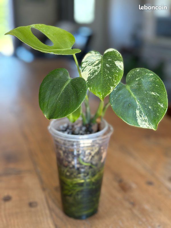 monstera zubehr Monstera deliciosa | Fensterblatt