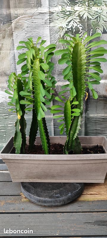 Plante Euphorbe Trigone verte (image 1)