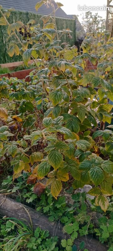 Beaux pieds de framboises (image 3)