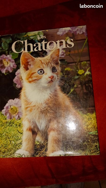 Les Chatons Angela Sayer (image 1)