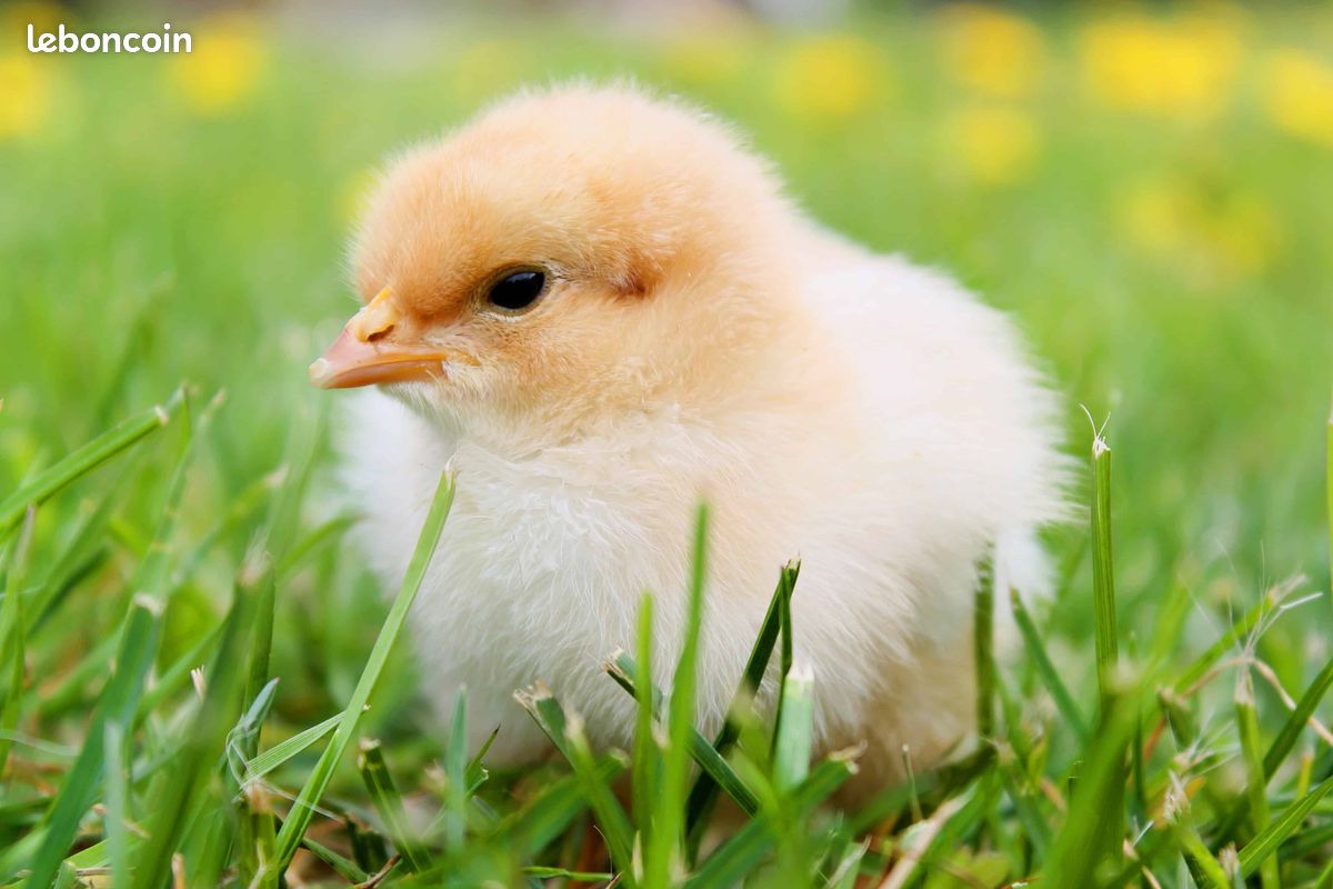 Poussins (image 2)