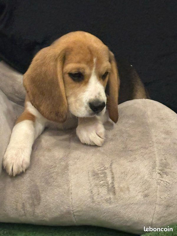 Chiots Beagle NON LOF (image 1)