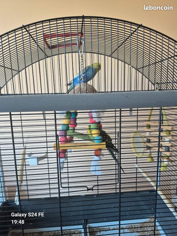 Cage perruches (image 2)