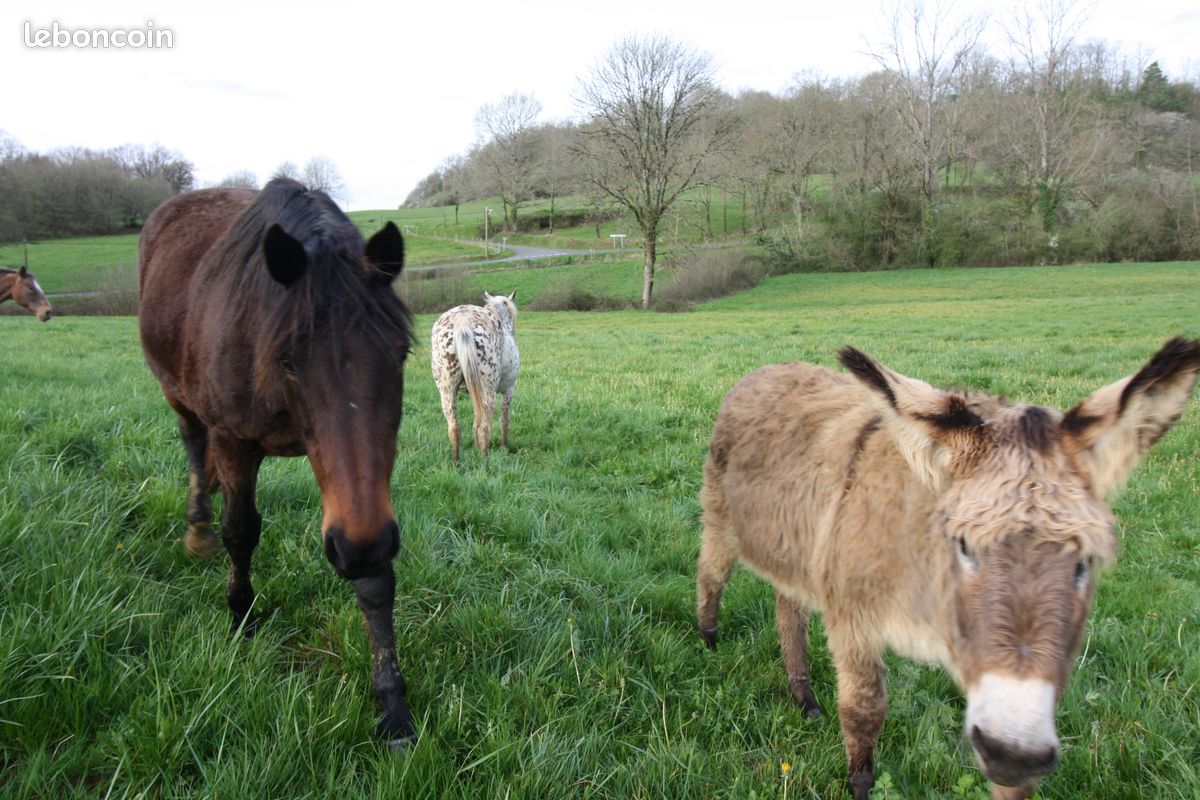 Paturage pour chevaux (image 1)