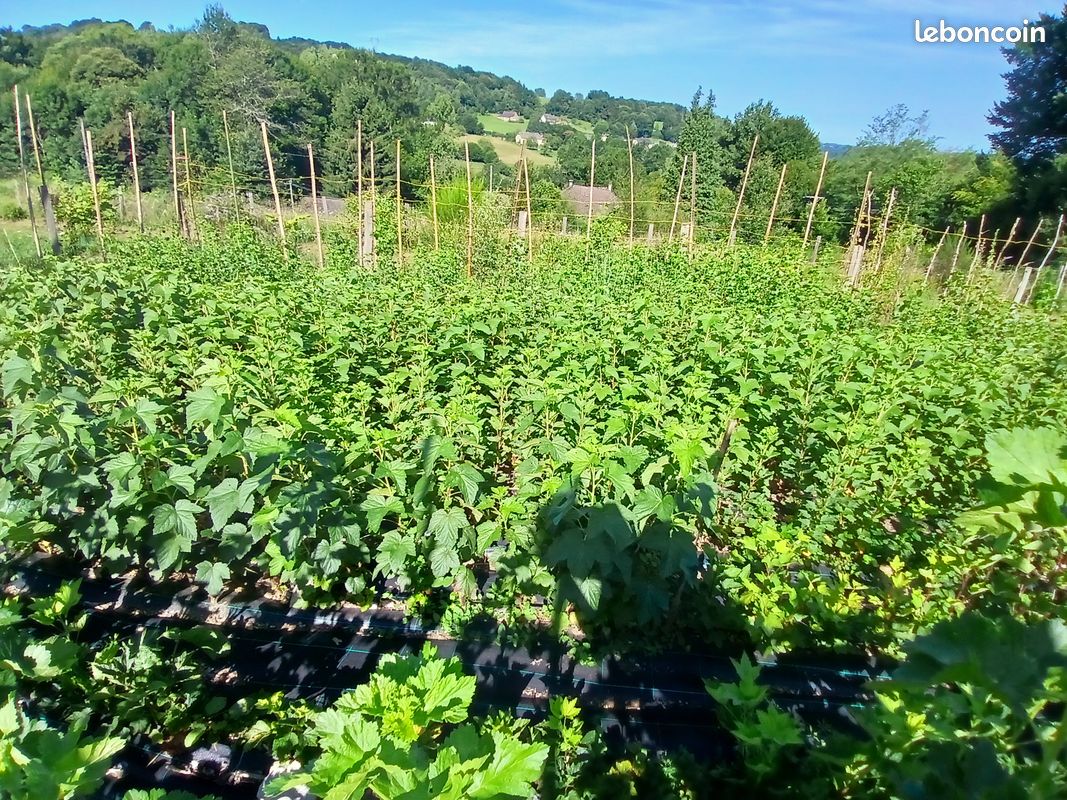 Plants de petits fruits (image 1)