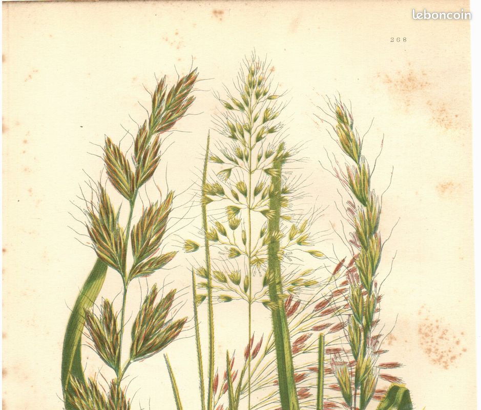 Gravure ancienne. Avoine folle. A. Pratt 1889 - Deco nature (image 2)