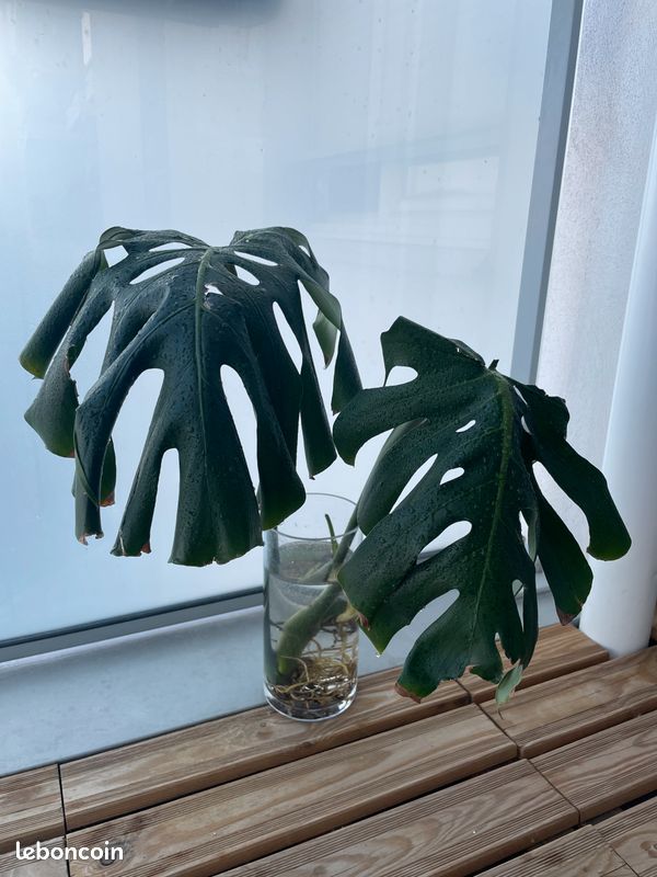 Bouture Monstera deliciosa enracine  grande taille - Jardin & Plantes
