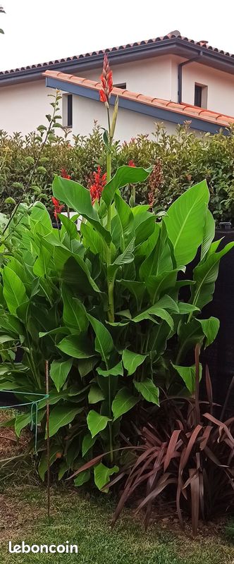 Graine de Canna Géants Verts (image 1)