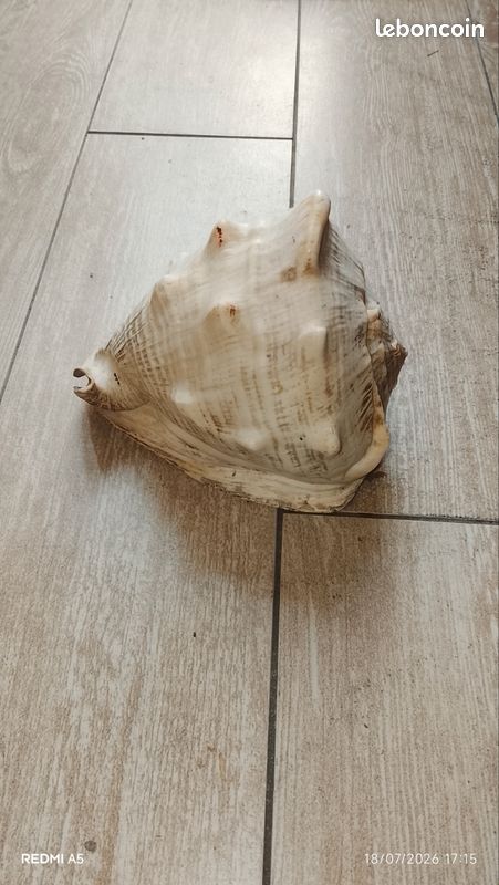 Coquillage (image 3)
