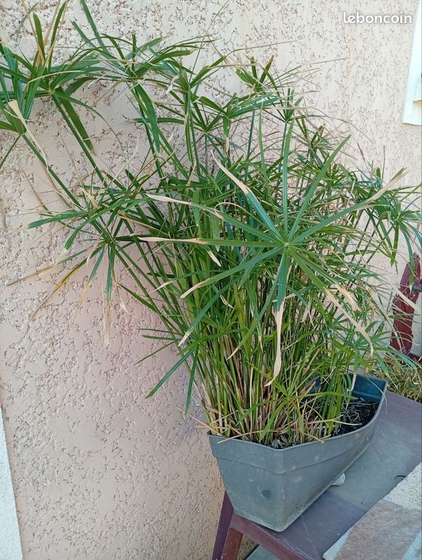 Papyrus dans sa Balconiere 90 cm de hauteur (image 4)
