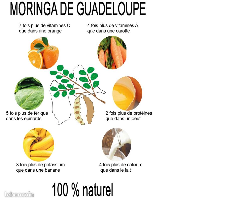 Moringa (image 1)