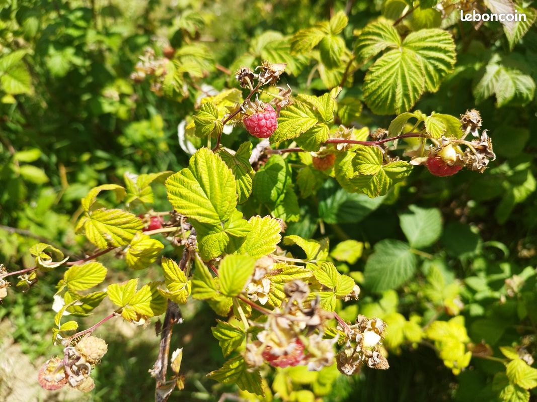 Framboisier, framboises (Bnm) (image 1)
