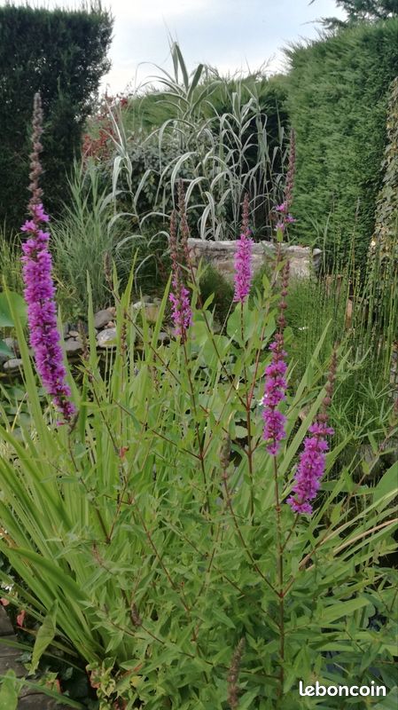 Salicaire - grande plante filtrante pour bassin (image 1)