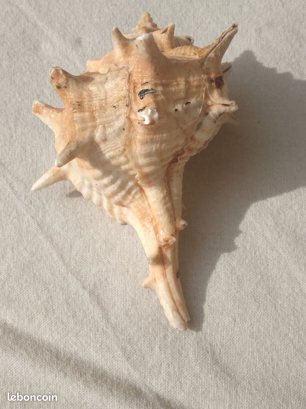 Coquillage véritable (image 2)