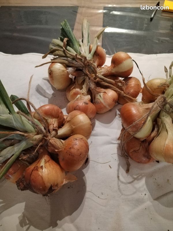 Oignons et échalotes bio. Pomme de terre nouvelle Amandine (image 10)