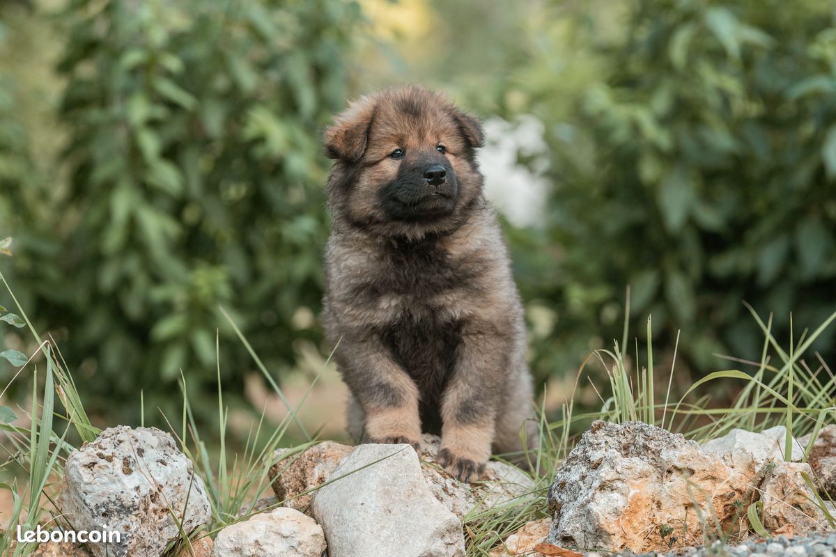 Chiots eurasier LOF disponibles (image 3)