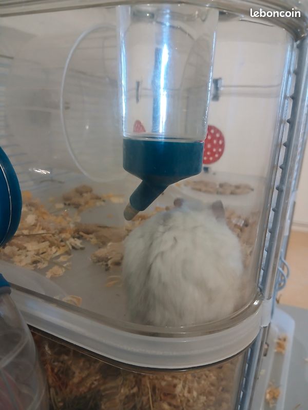 Hamster (image 2)